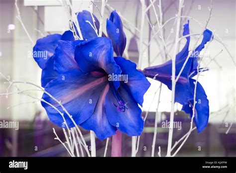 Beautiful flower, Close up of blue hibiscus flower color with dry branches in vase background ...