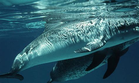 Dolphins and Porpoises | Species | WWF