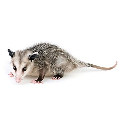 Facts About Opossums | Opossum Facts | Havahart®