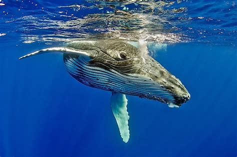 What Animals Live in the Atlantic Ocean? - WorldAtlas.com