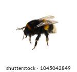 Bumblebee Free Stock Photo - Public Domain Pictures