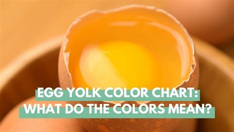 Egg Yolk Color Chart: What Do The Colors Mean? - Eco Peanut