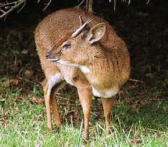 bates pygmy antelope - Google Search | African antelope, Antelope, Animals