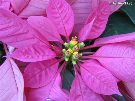 pink poinsettia | Colors - Pink flowers birds | Pinterest