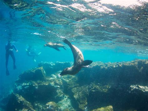 Snorkeling vs. Diving in the Galapagos Islands