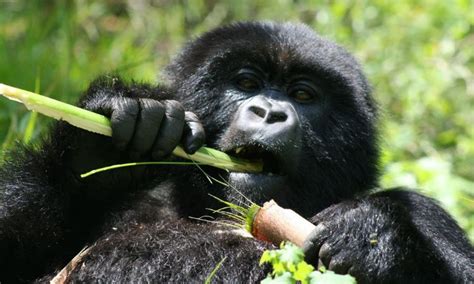 What do Gorillas Eat - Afrik-Trek Holidays