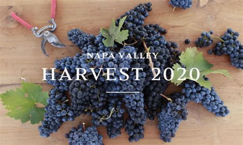 Napa Valley Harvest 2020 | Harvest Napa Valley