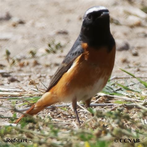 Common Redstart | North American Birds | Birds of North America