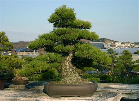 Kuromatsu (Japanese black pine)（3）Grow by Misho (Bonsai tree grown from seed) Get dignity over ...