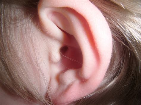 Human Ear Free Stock Photo - Public Domain Pictures