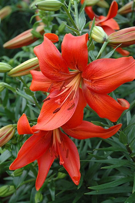 Red Tiger Lily (Lilium lancifolium 'Rubrum') in Edmonton St Albert Sherwood Park Stony Plain ...