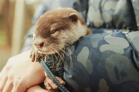 Adorable Photos of Baby Otters That'll Make Your Day Better | Reader's ...