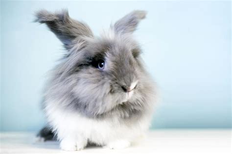 Lionhead Rabbit Breed and Pet Care Information | LoveToKnow Pets