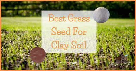 Best Grass Seed For Clay Soil