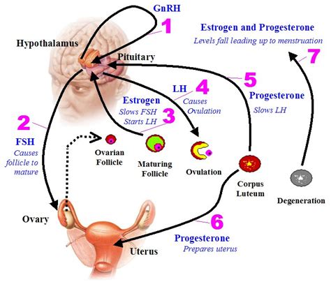 How Hormonal Changes Affect Fertility Symptoms