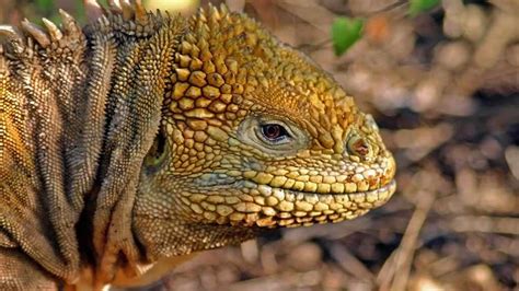 Galapagos Land Iguana- Wildlife Guide for Galapagos Visitors