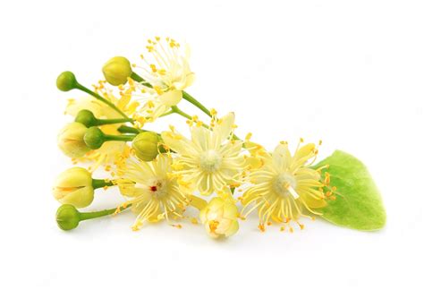 Premium Photo | Linden flowers isolated on white