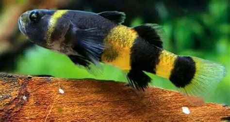 Bumblebee Goby: Tank Mates, Care, Diet, and Breeding