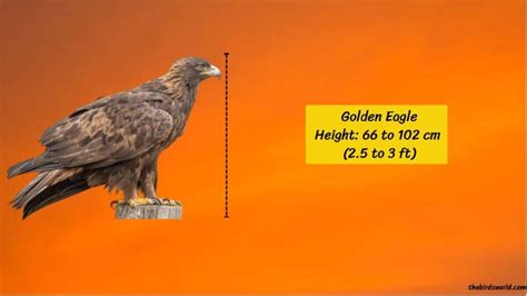 Golden Eagle Size: How Big Are They Compared To Other Birds?