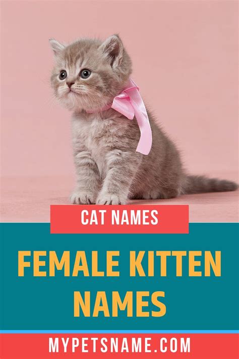 Female Kitten Names | Kitten names girl, Kitten names, Girl cat names