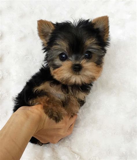 Yorkshire Terrier Puppies For Sale | San Jose, CA #298091