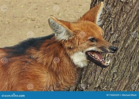 Maned Wolf stock image. Image of leering, america, creature - 73565529