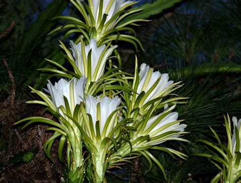 MadSnapper: Night Blooming Cactus