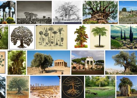 Trees of Antiquity - Reviews & Comments 2021 | Tree Types