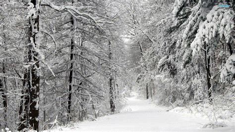 Snowy Forest Wallpapers - Wallpaper Cave