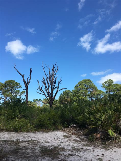 Honeymoon Island State Park - Sabrina Hughes