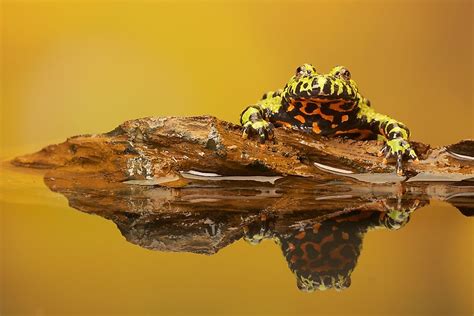 Australia's Most Endangered Amphibians - WorldAtlas