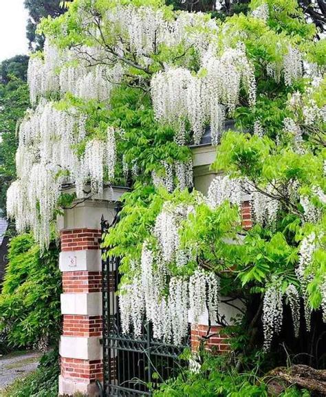 Wisteria vine for the patio landscape – a magnificent swirl of bright colors