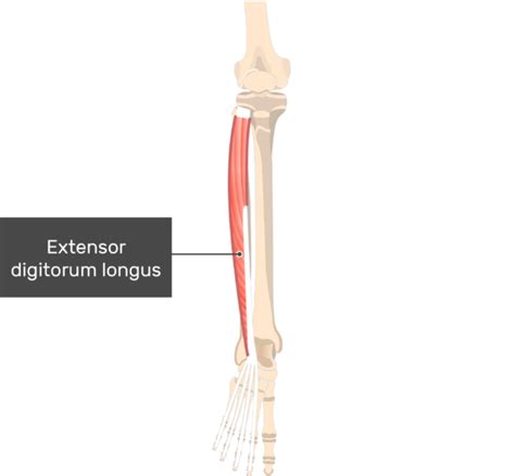 Extensor Digitorum Longus: origin, insertion, action | GetBodySmart