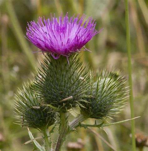 Spear Thistle | Naturally