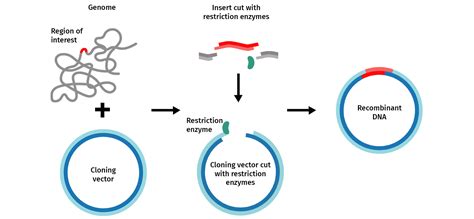 The Plasmid Cloning Cycle - Snapgene