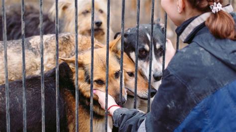 7 Ways You Can Prevent Animal Cruelty by Volunteering - NobleHour