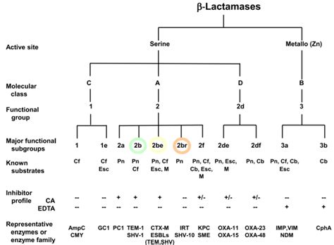 ESBL (Extended Spectrum beta-Lactamases) and types - Online Biology Notes