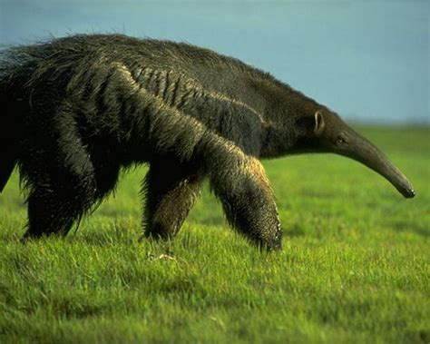 Giant Anteater | Giant Anteater looking for food | Giant anteater, Animals, Anteater