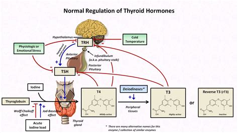 Thyroid Part 1 Thyroid Function Test Thyroid Hormones T4 T3