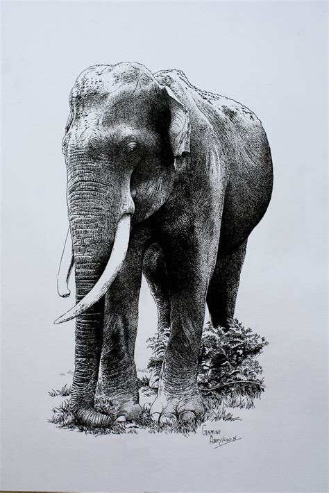 Elephant by Gamini Abeykoon