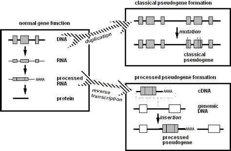 Pseudogenes