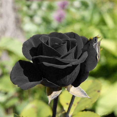 Black Rose Flower Photos | Best Flower Site