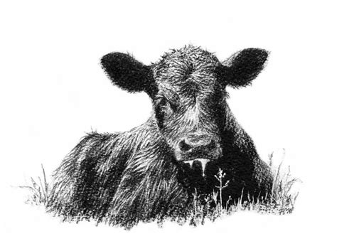 Download High Quality cow clipart black and white realistic Transparent PNG Images - Art Prim ...