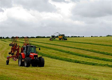 Forage Crops Stock Photos, Pictures & Royalty-Free Images - iStock