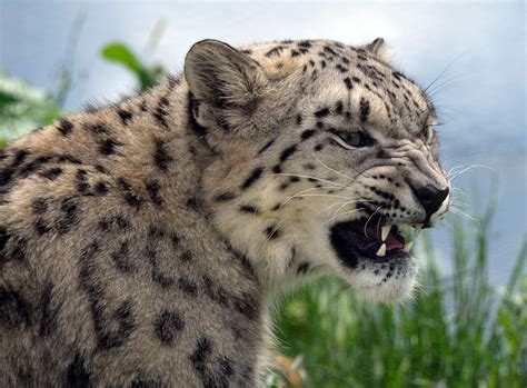 #747896 4K, Snow leopards, Big cats, Roar - Rare Gallery HD Wallpapers