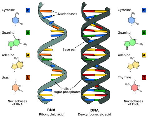 DNA Replication - Structure - Stages of Replication - TeachMePhyiology