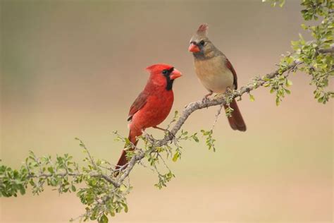 Do Male And Female Cardinals Stay Together: Secrets Unveiled - Spark Lark