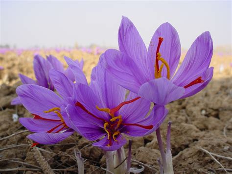 flowers for flower lovers.: Saffron flowers details.