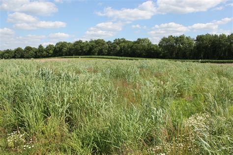 Native grasses prairie - Miller Seed Company