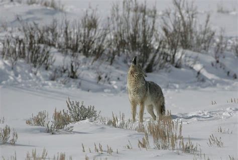 What Does A Coyote Sound Like? - Catch Them Easy